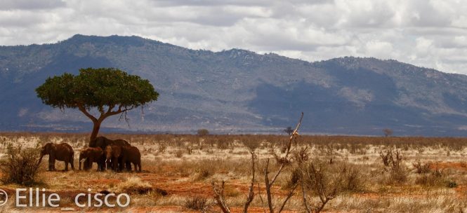 Vous cherchez une destination idyllique, le Kenya est fait pour vous!