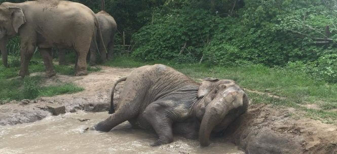 Noho Travels : visite de l'Elephant Nature Park !