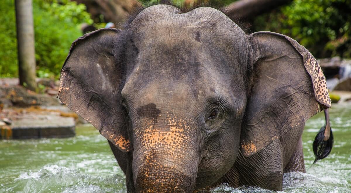 Les éléphants et la Thaïlande