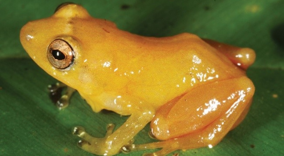 Ces animaux disparus ou en voie d’extinction