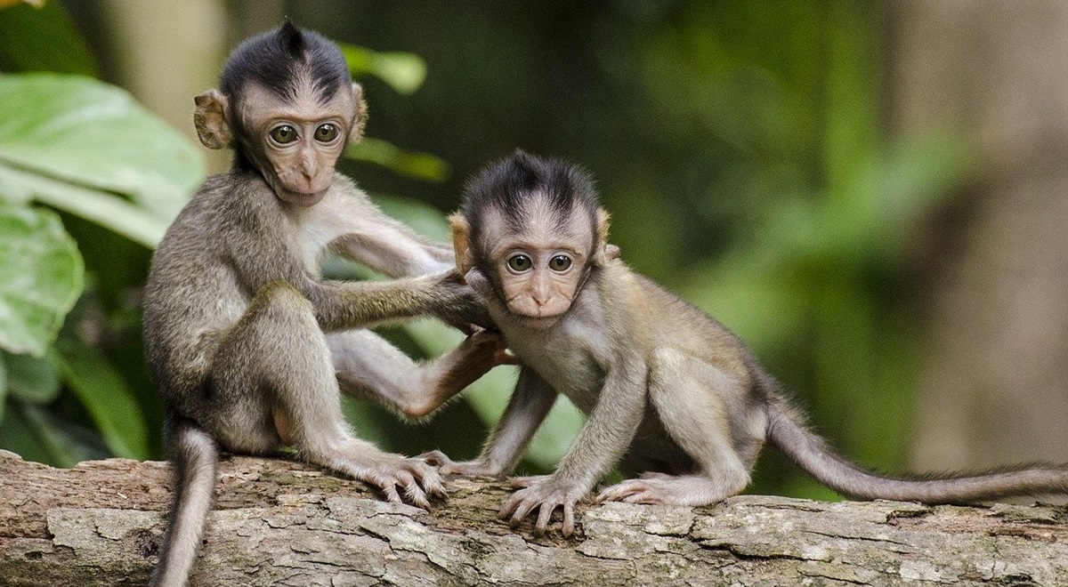 A l'origine des gestes et des mots chez l'homme et le singe