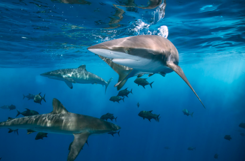 Un requin blanc de 5 mètres aperçu dans un port en Espagne