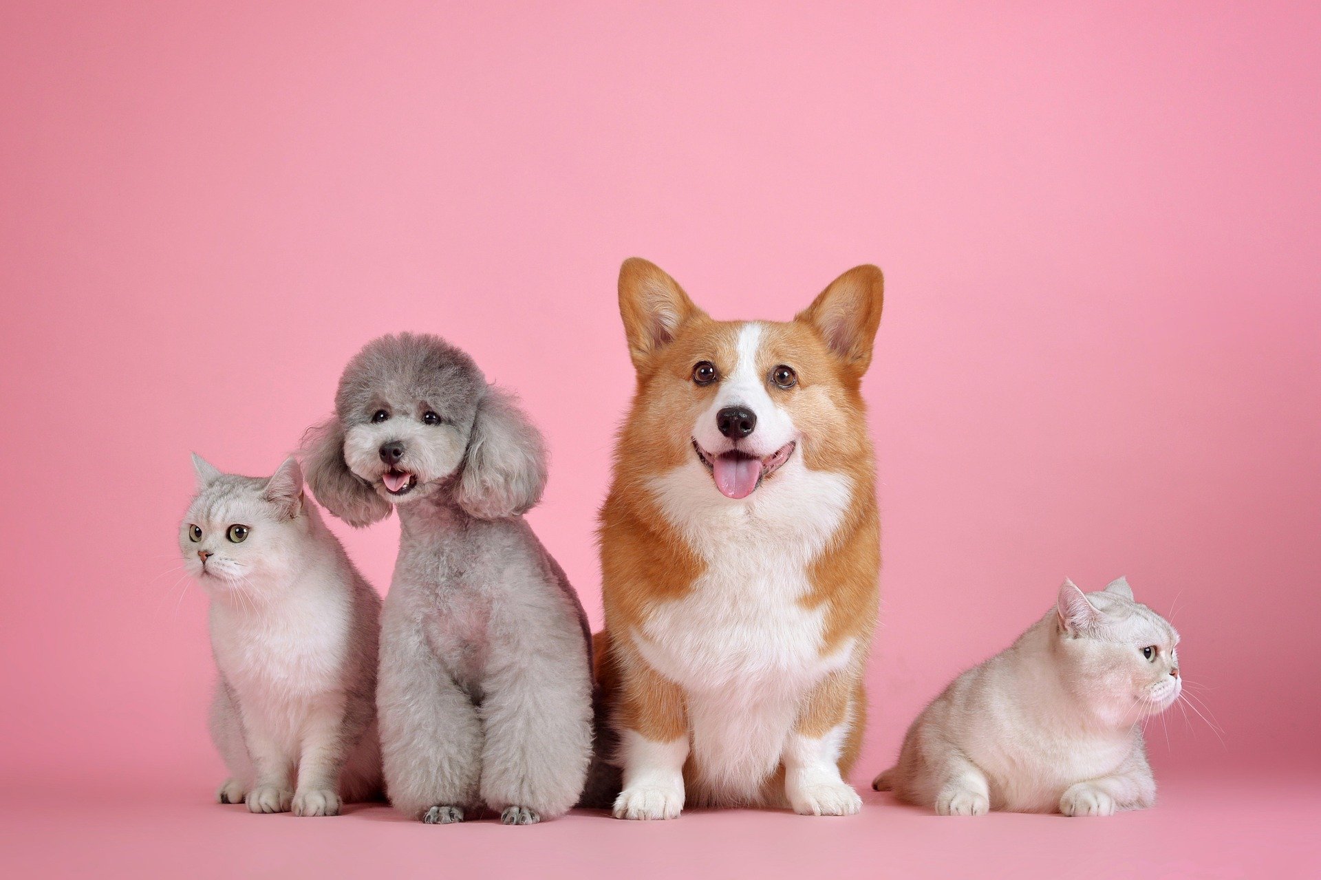 Comment voyager quand on a des animaux domestiques ?
