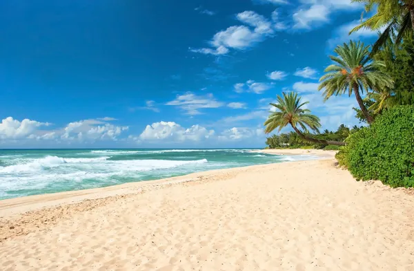 Pourquoi choisir Hawaii pour une lune de miel inoubliable ?