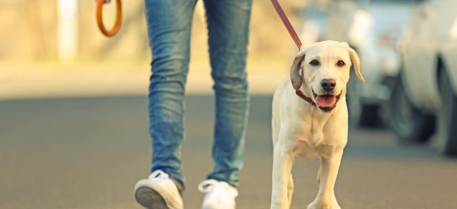 Vivre avec son chien en ville : Toulouse en tête du classement !