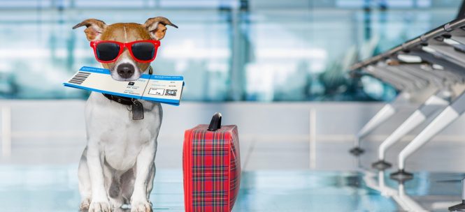 Voyager en avion avec son animal : ce que disent les compagnies aériennes !