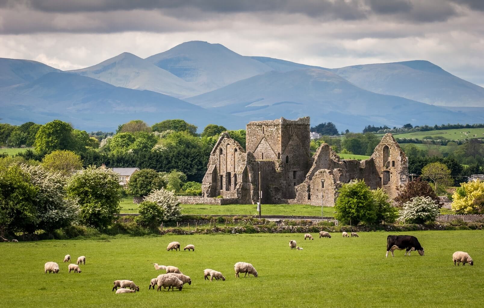 Paysage irlandais : prairie verte avec des moutons et des vaches, et des ruines en fond.