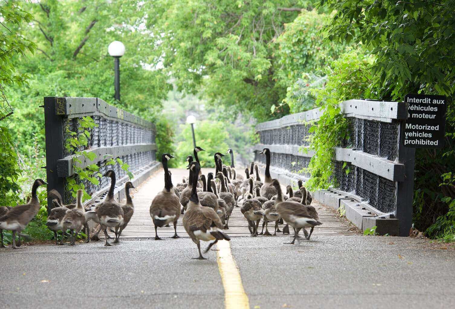 Parc d'Ottawa, Canada