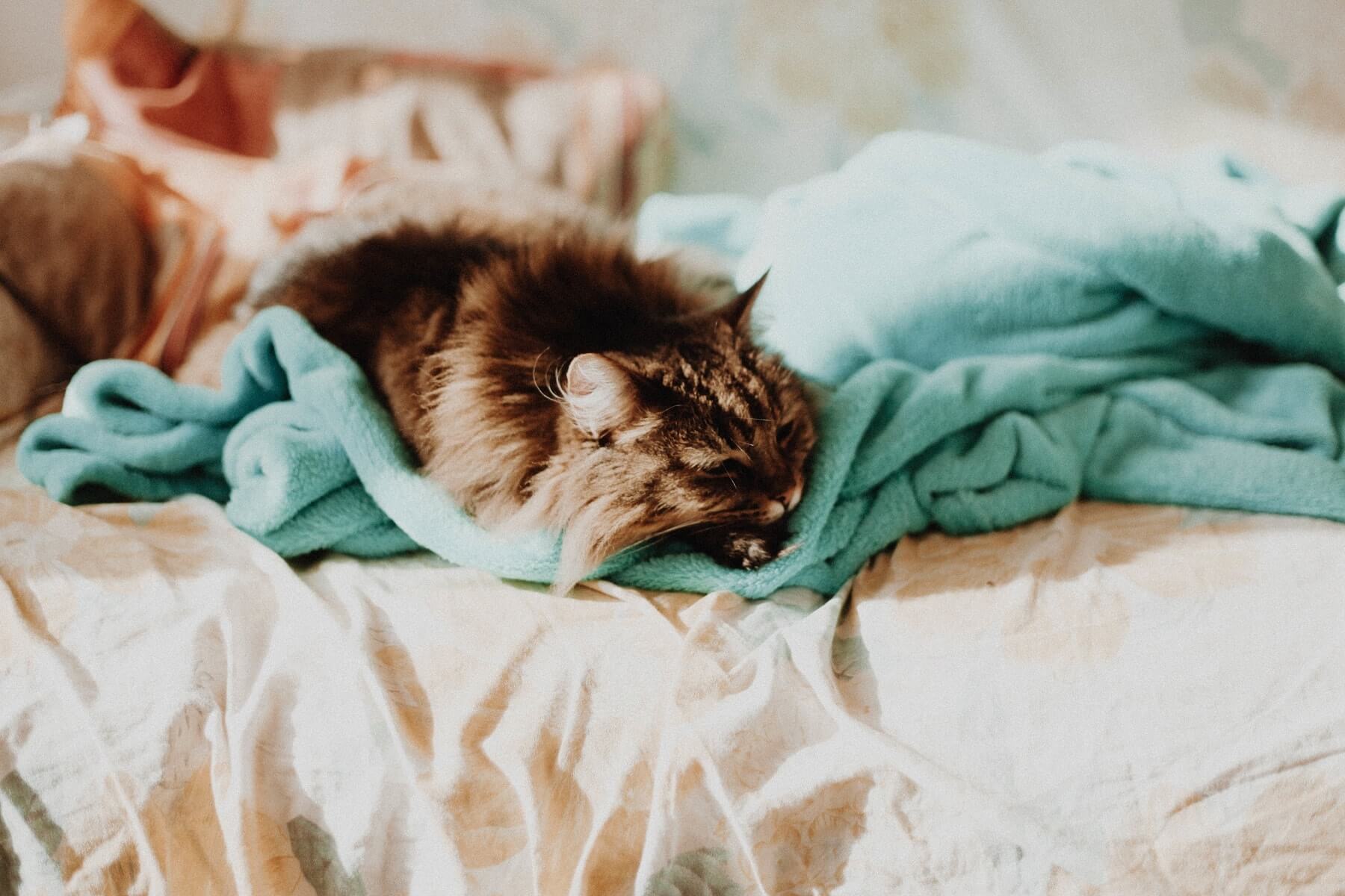 Chat qui dort sur le lit - se loger à Luxembourg-Ville