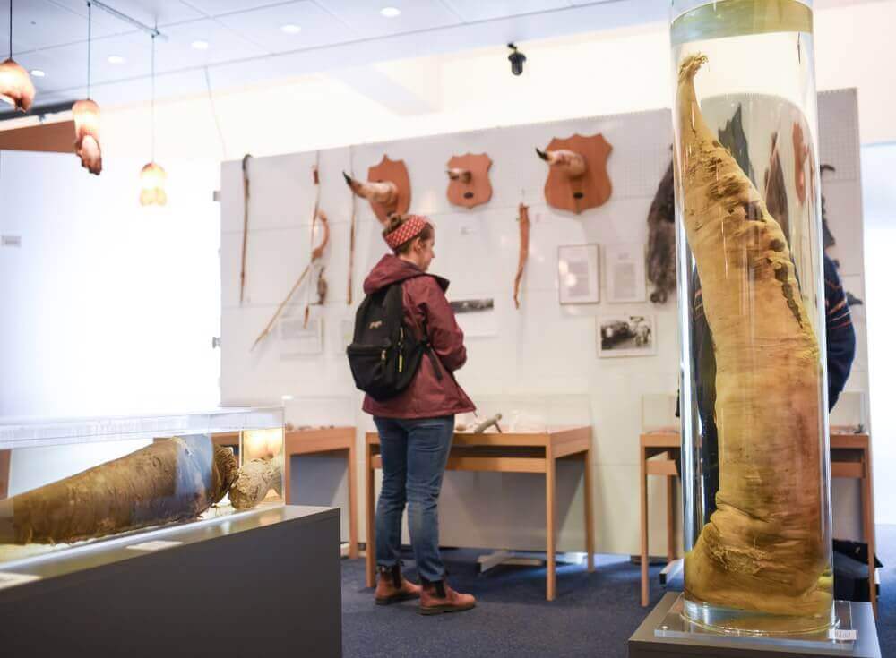 musées à Reykjavik