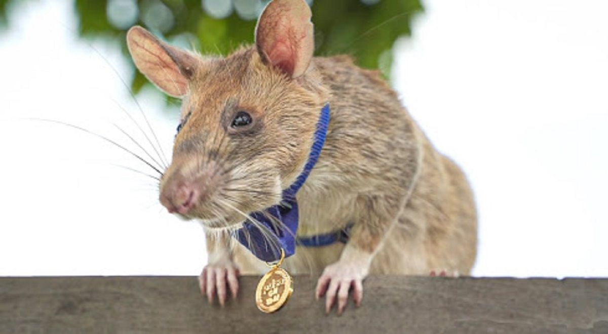 Cambodge : Magawa, un rat héroïque décoré d'une médaille