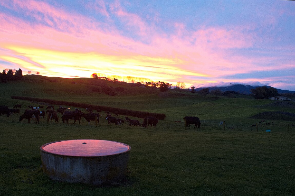 Un mois et demi en ferme laitière