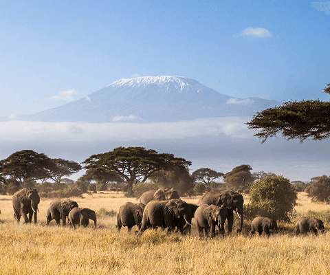 Afrique  du Nord